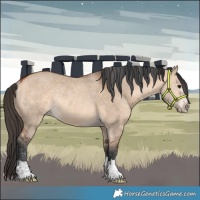 Horse Color:Bay Dun Rabicano 