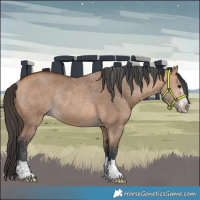 Horse Color:Bay Dun Rabicano 