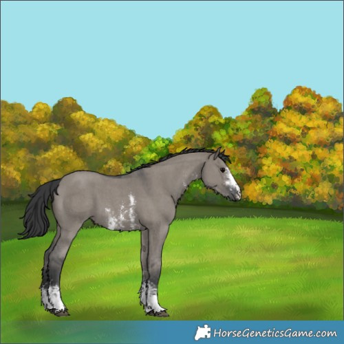 Horse Color:Grullo Sabino 