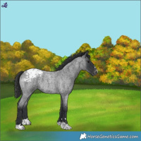 Horse Color:Blue Roan Appaloosa 