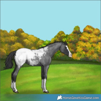 Horse Color:Blue Roan Splash Near Fewspot 