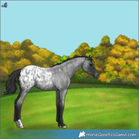 Horse Color:Blue Roan Appaloosa 