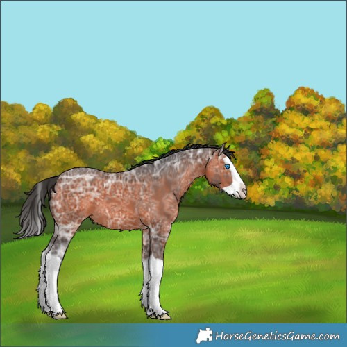 Horse Color:Brown Ice Splash 