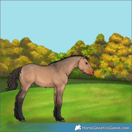 Horse Color:Bay Dun 