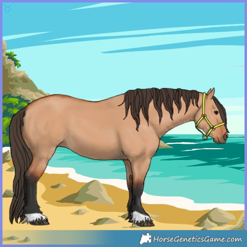 Horse Color:Bay Dun 