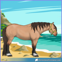 Horse Color:Bay Dun 