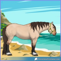 Horse Color:Bay Dun 