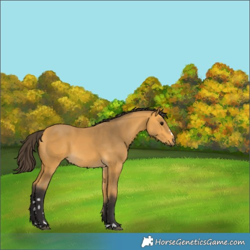 Horse Color:Buckskin 