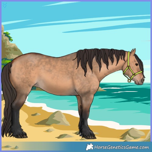Horse Color:Bay Dun