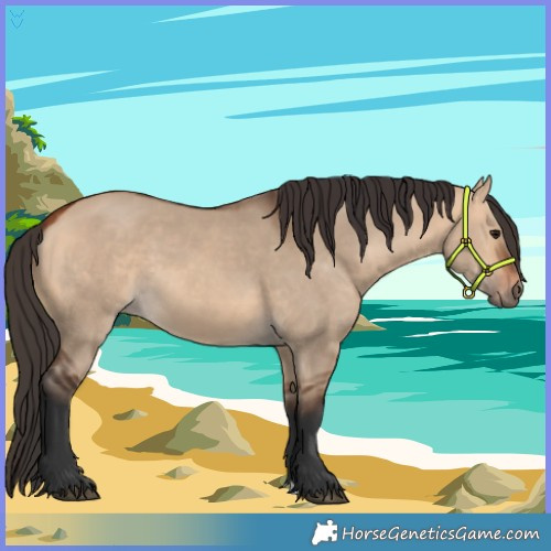 Horse Color:Bay Dun 