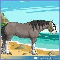 Horse Color:Grullo Splash