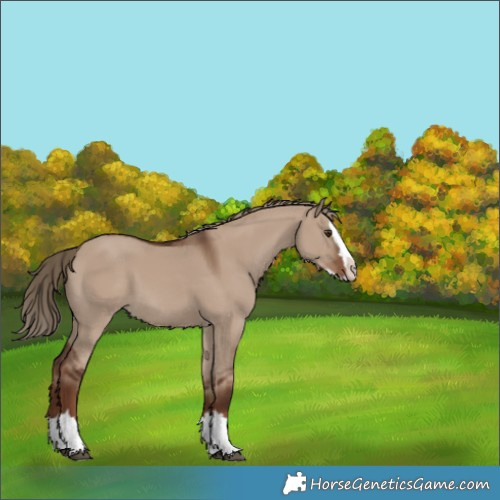 Horse Color:Liver Red Dun Splash 