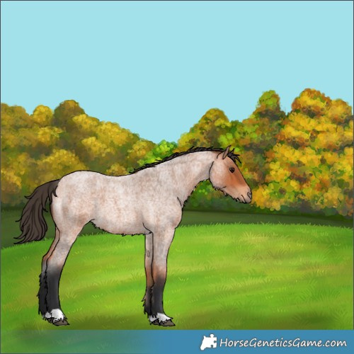 Horse Color:Bay Roan 