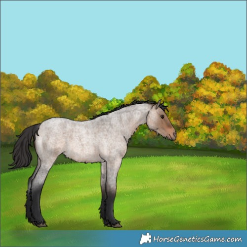 Horse Color:Brown Roan Dun 