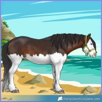 Horse Color:Brown Splash 