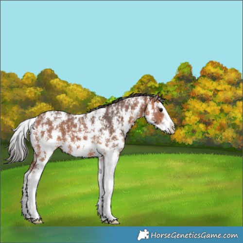 Horse Color:Bay Sabino Splash 