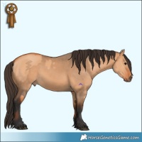 Horse Color:Bay Dun  and Bay Dun 