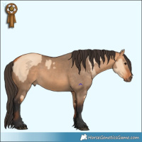 Horse Color:Bay Dun  and Bay Dun 