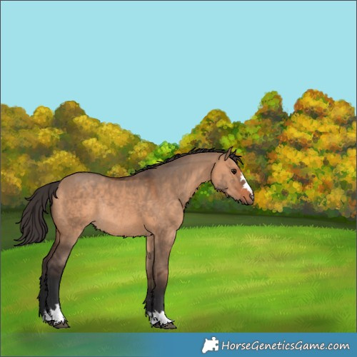 Horse Color:Bay Dun Rabicano 