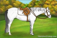 Horse Color:White Spotted Black