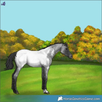 Horse Color:Blue Roan Appaloosa 