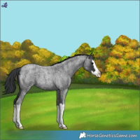 Horse Color:Blue Roan Splash Snowflake Varnish