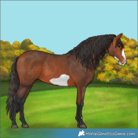 Horse Color:Bay Frame 