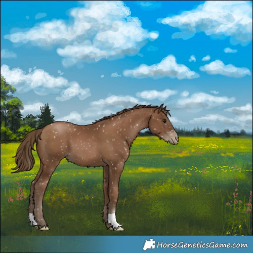 Horse Color:Gray Black Pearl Appaloosa
