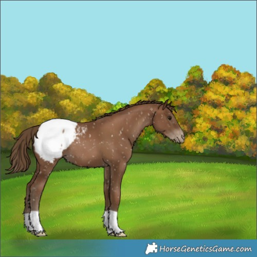 Horse Color:Gray Black Pearl Appaloosa