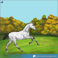 Horse Color:Blue Roan Appaloosa