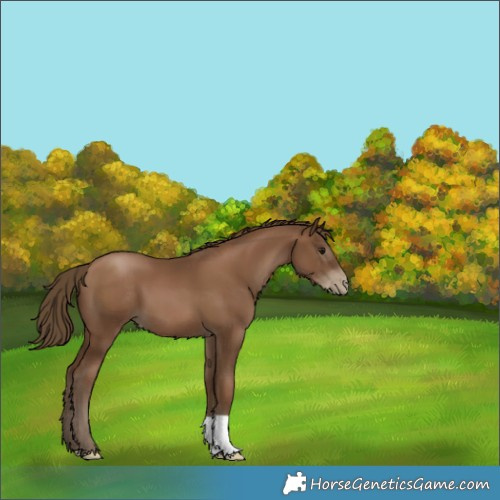 Horse Color:Gray Black Pearl