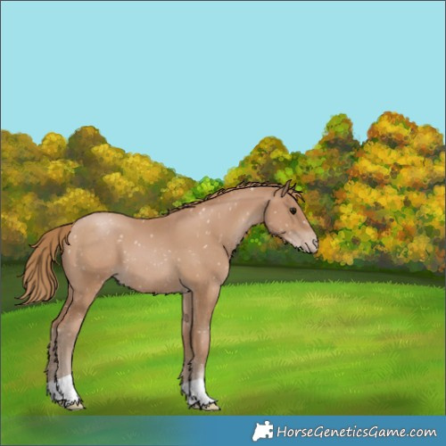 Horse Color:Black Pearl Appaloosa 