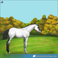 Horse Color:Blue Roan Near Fewspot 