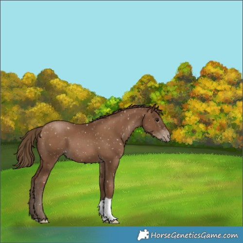 Horse Color:Gray Black Pearl Appaloosa 