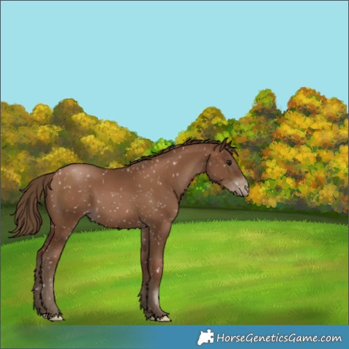 Horse Color:Gray Black Pearl Appaloosa 