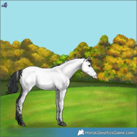 Horse Color:Blue Roan Fewspot 