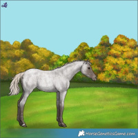 Horse Color:Silver Blue Roan Snowflake Varnish