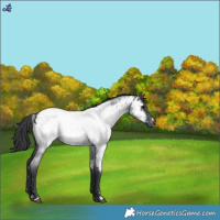 Horse Color:Blue Roan Near Fewspot 