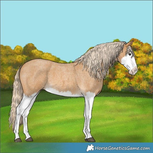 Horse Color:Palomino Roan Splash 