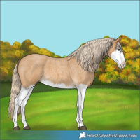 Horse Color:Palomino Roan Splash 