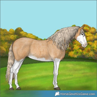 Horse Color:Palomino Roan Splash 