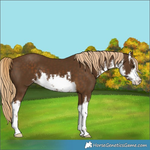 Horse Color:White Spotted Chocolate Palomino 