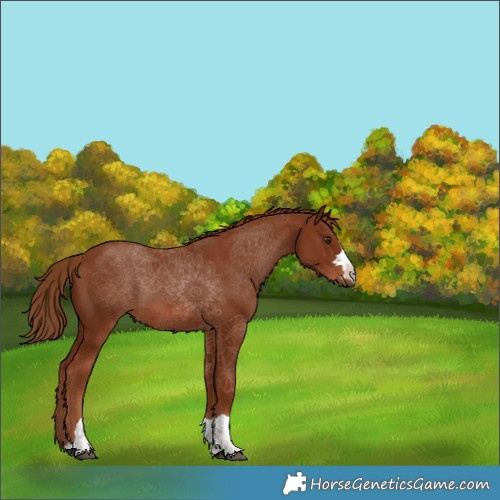 Horse Color:Chestnut 