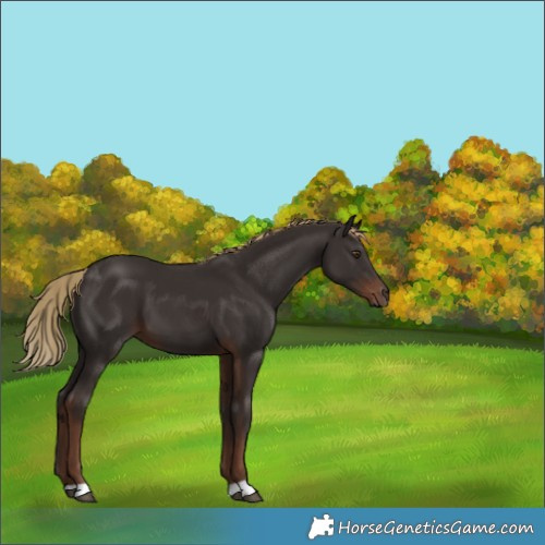 Horse Color:Liver Chestnut 