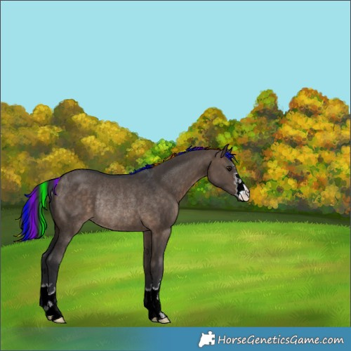 Horse Color:Painted Brown Dun Rabicano 