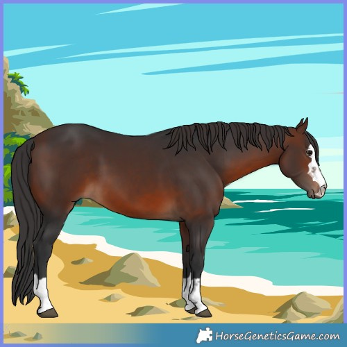 Horse Color:Brown Rabicano 