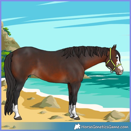 Horse Color:Brown Rabicano 