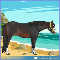 Horse Color:Brown Rabicano 