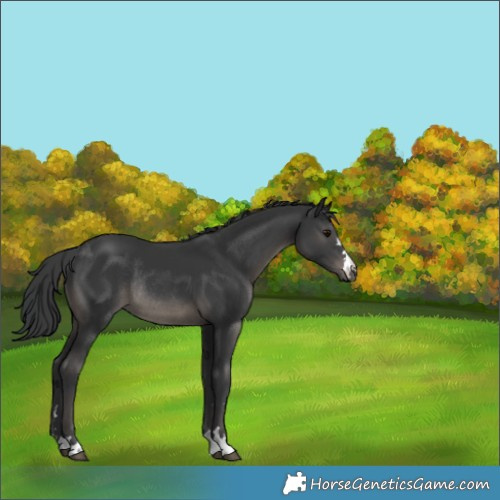 Horse Color:Black Rabicano 