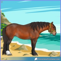 Horse Color:Bay 